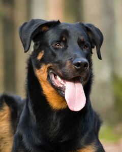 Beauceron noir et feu dans un jardin