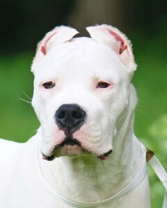 Dogue Argentin blanc en extérieur