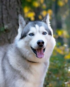 Husky de Sibérie en forêt