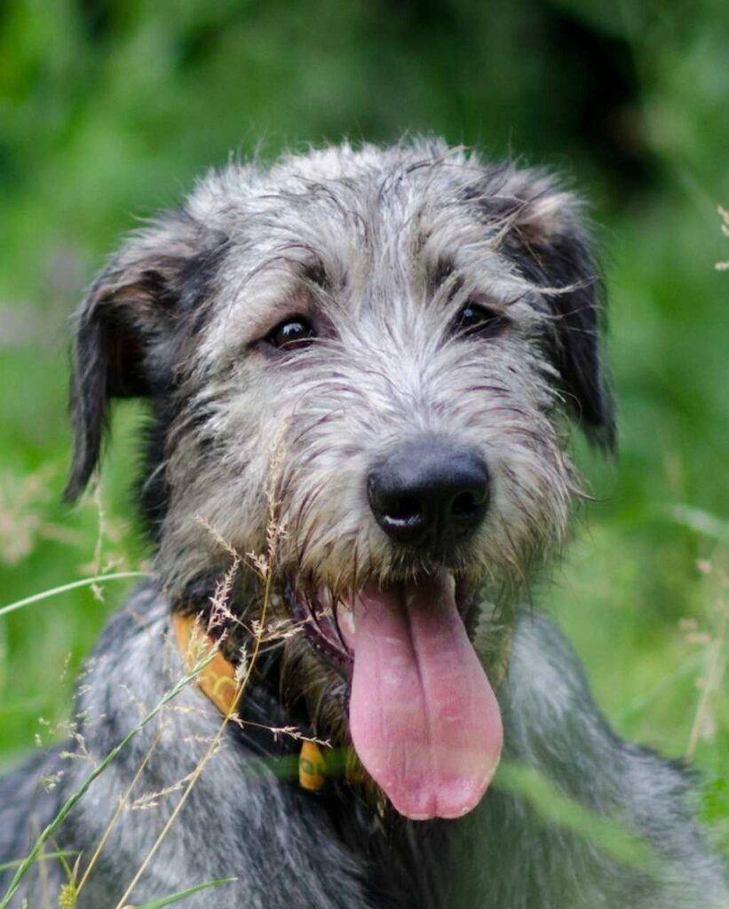 Irish Wolfhound en extérieur