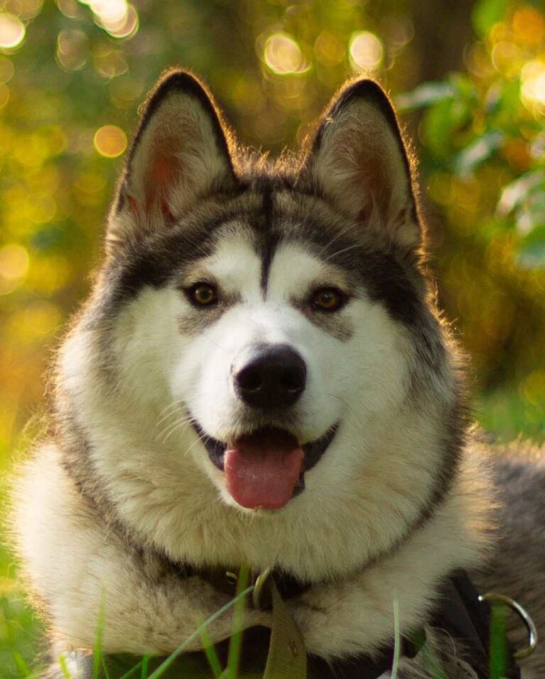 Malamute d’Alaska blanc et noir dans un jardin