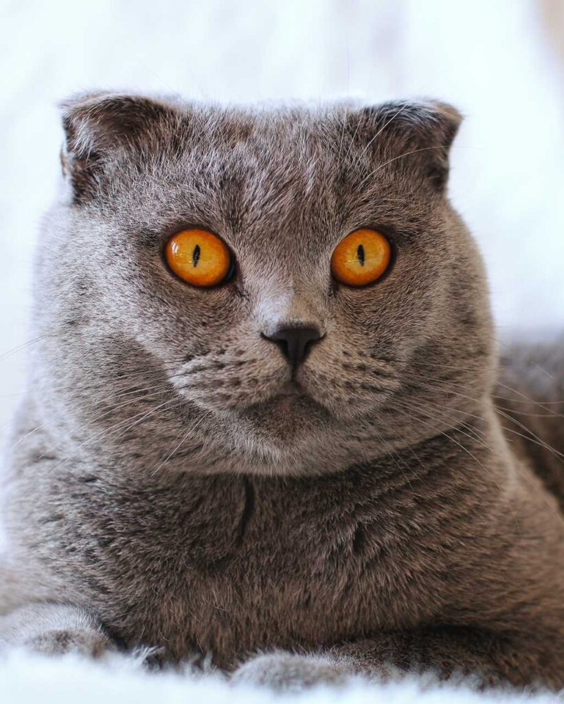 Scottish Fold gris aux yeux orange