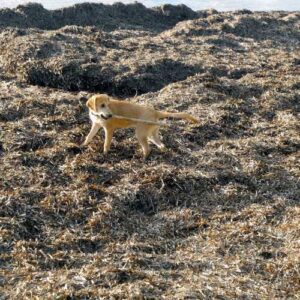 algues brunes sur la plage