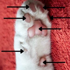 anatomie coussinets chat