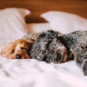 baume pour chien à base d'huile de coco