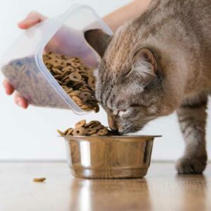 bien choisir les croquettes sans céréales pour son chat