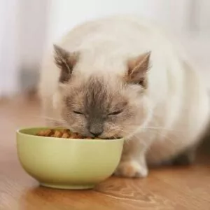 bienfaits des croquettes sans céréales pour chat