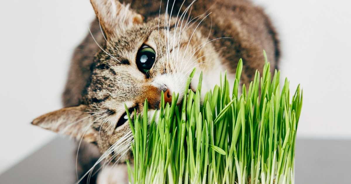 Aujourd'hui, zoom sur l'herbe à chat.
