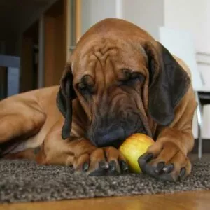 bienfaits pomme pour chien