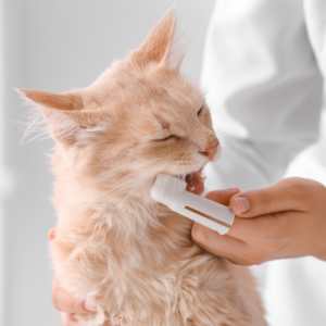 Brosser les dents de son chat : tout sur l'hygiène dentaire