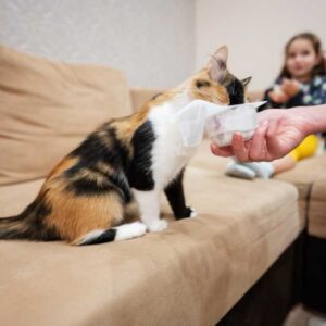 chat qui lèche un pot de yaourt