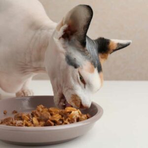 chat qui mange de la pâtée