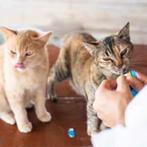 chat qui mange une friandise