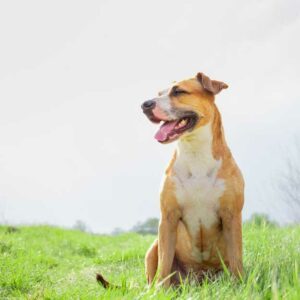 chien avec peau en bonne santé huile neem