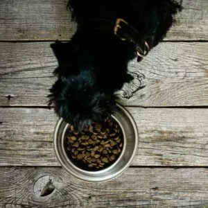chien qui mange des croquettes sans céréales