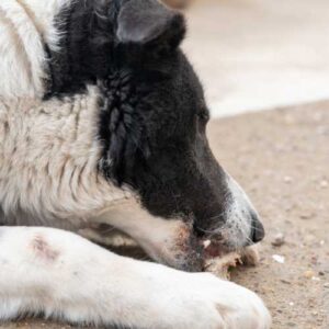 chien qui machouille un bois de daim