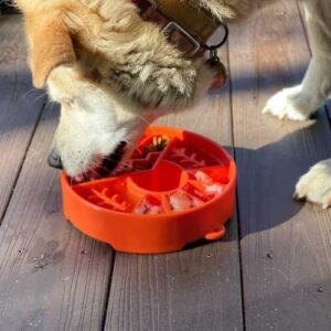 chien qui mange dans un slow feeder