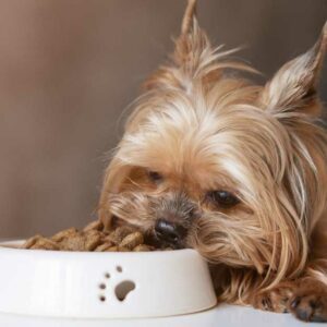 chien qui mange de l'huile de saumon