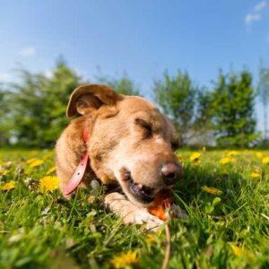 chien qui mange des oreilles de cochon