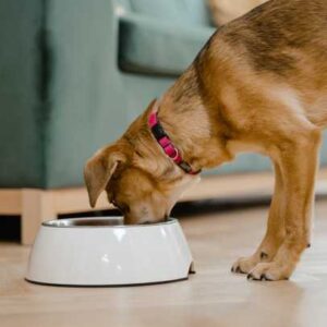 chien qui mange de la spiruline dans sa nourriture