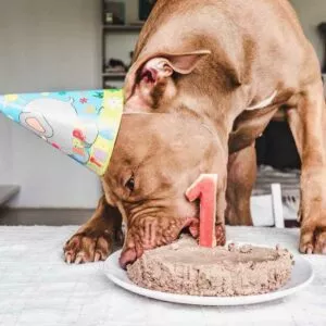 chien qui mange un gâteau