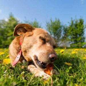 chien qui rogne un cou de poulet