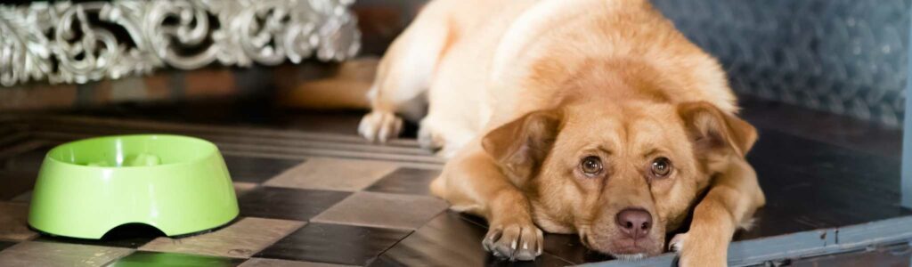 chien refuse de manger du fait de la chaleur (canicule)