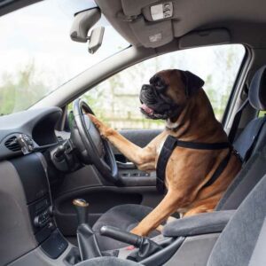 chien stresse en voiture solutions