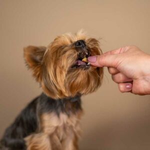 choisir les bonnes croquettes pour son yorkshire terrier