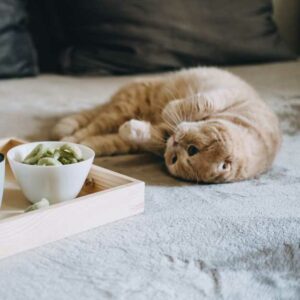 choisir un complément alimentaire pour faire grossir un chat maigre