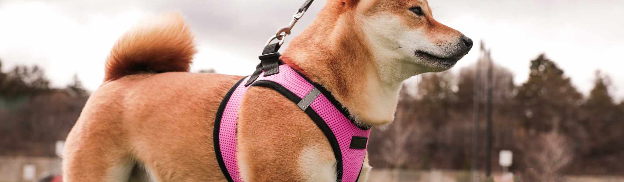 Harnais pour chien anti-traction : A quoi ça sert ?