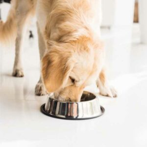 comment choisir les croquettes de mon golden retriever ?