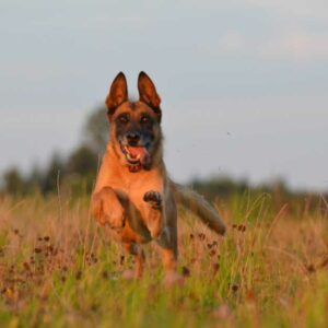 comment choisir les croquettes de son malinois ?