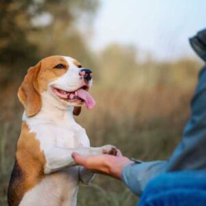 complément alimentaire pour chien avec de l'harpagophytum