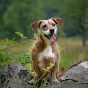 compléments alimentaires pour chiens avec douleurs articulaires