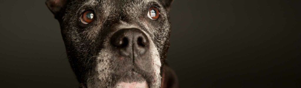 La levure de bière pour chiens : avantages et risques expliqués