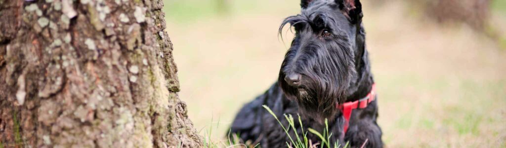 crampe du scottish terrier