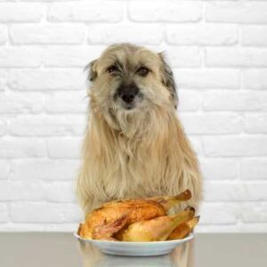 danger de manger du poulet pour le chien