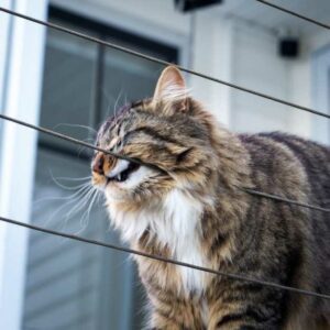 dépôt phéromones naturelles chat