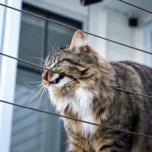 dépôt phéromones naturelles chat