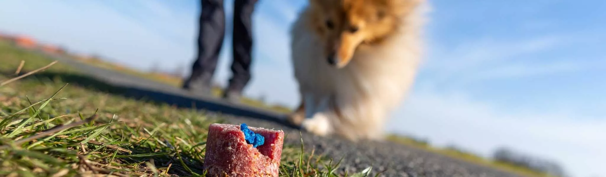 Les maladies endocriniennes chez le chien - Wamine