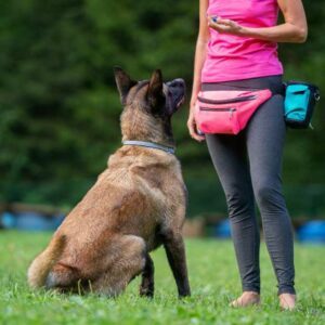 distribution friandise pendant séance dressage chien