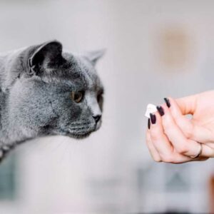 donner la bonne friandise à son chat