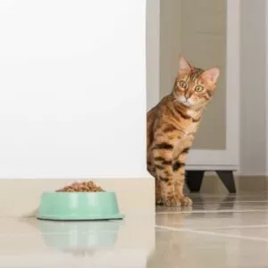 estimer quantité nourriture chat