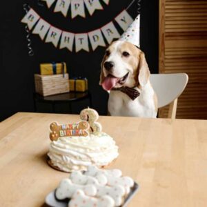 gâteau anniversaire pour chien