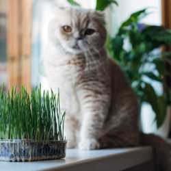 Alimentation naturelle chat: Herbe à chat, inconvénient, avantage