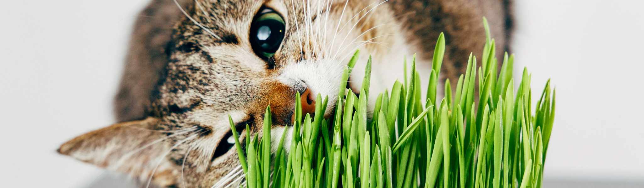 Spray herbe à chat 200ml