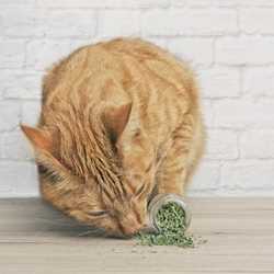 Herbe à chat séchée naturelle - cataire en poudre