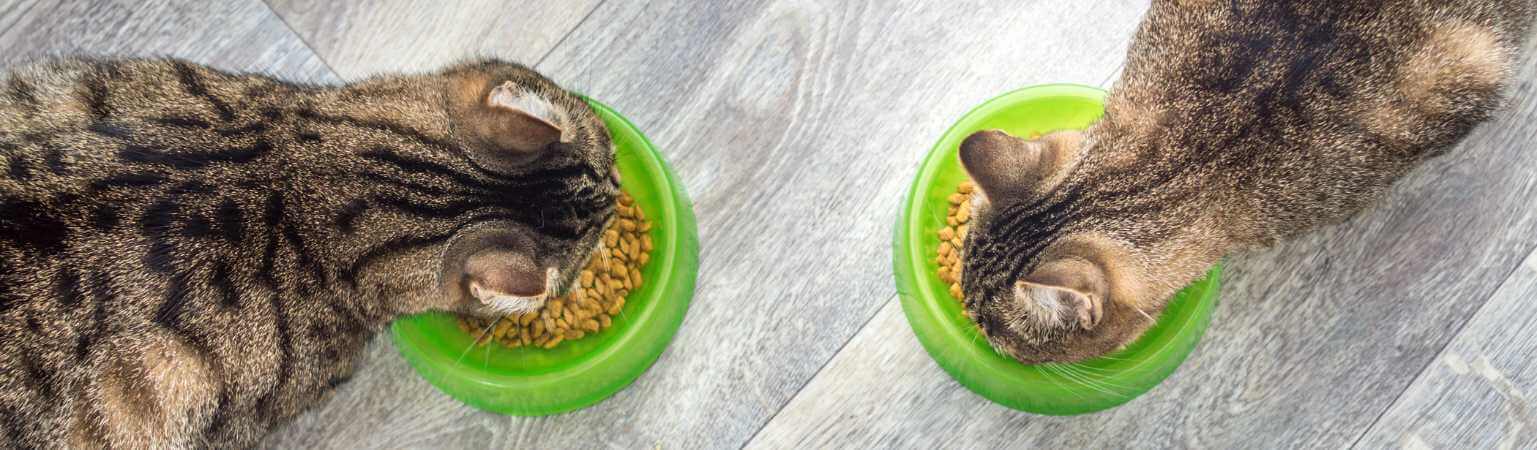Meilleurs distributeurs de croquettes pour chats : comment choisir ?