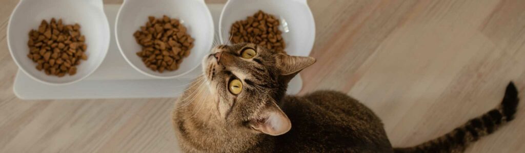 meilleures croquettes sans céréales pour chat